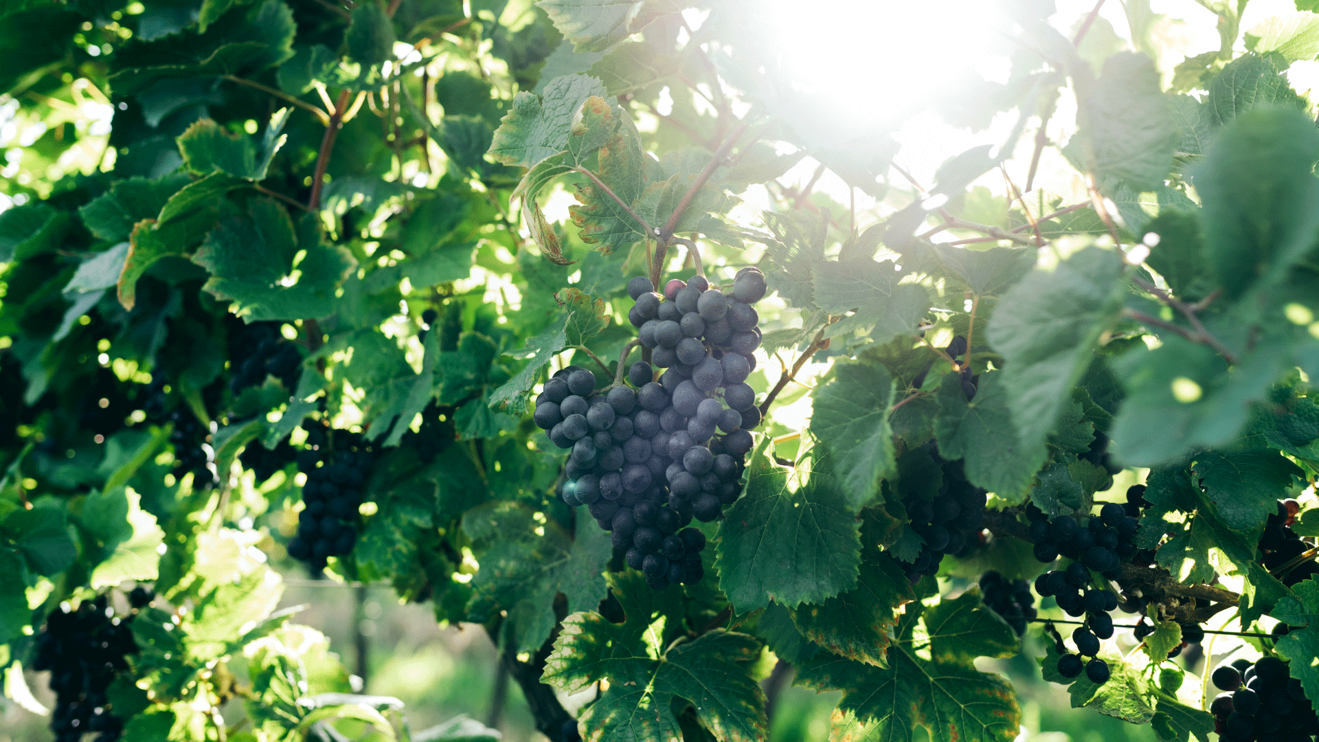 uvas tintas