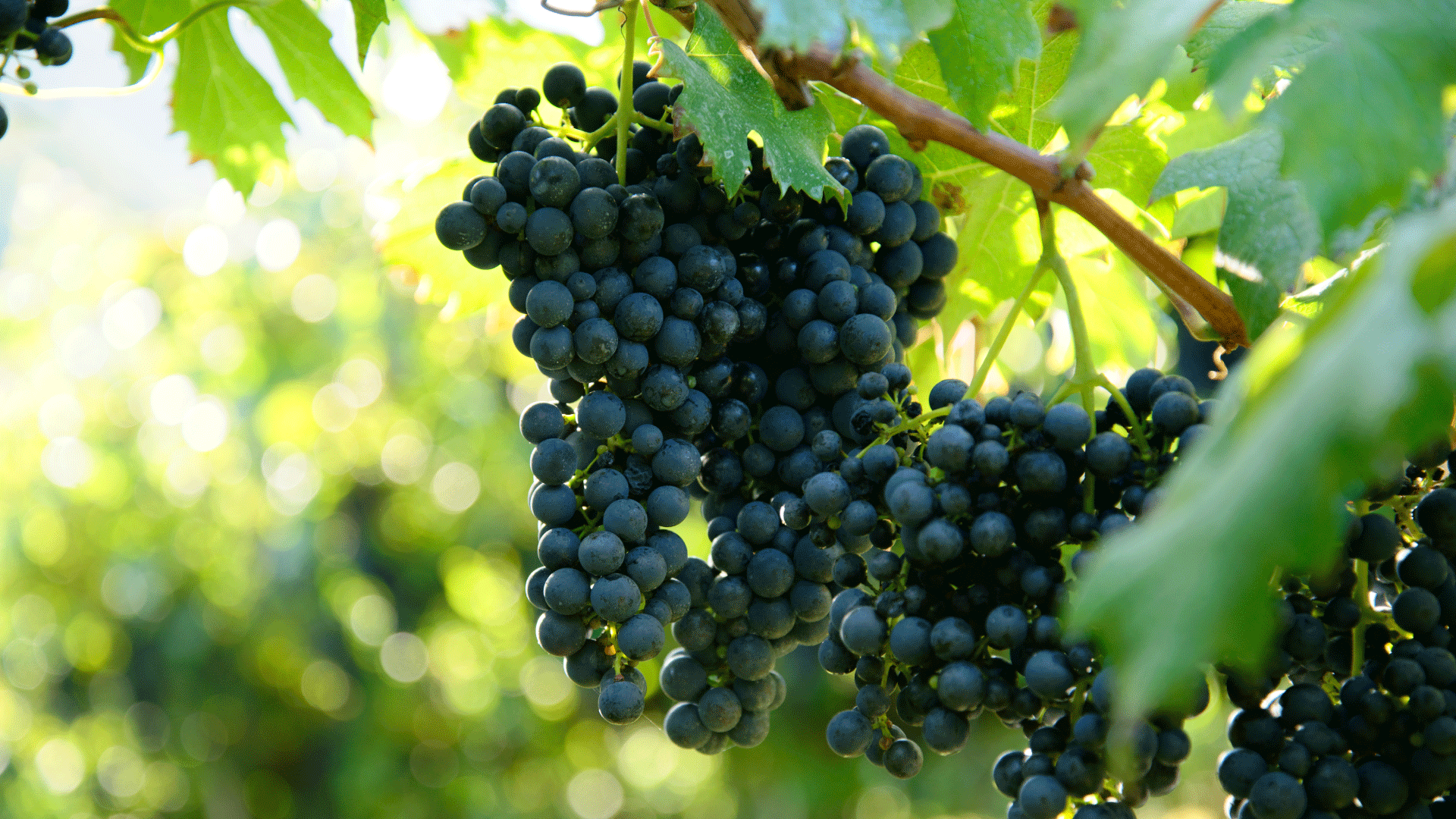 uvas