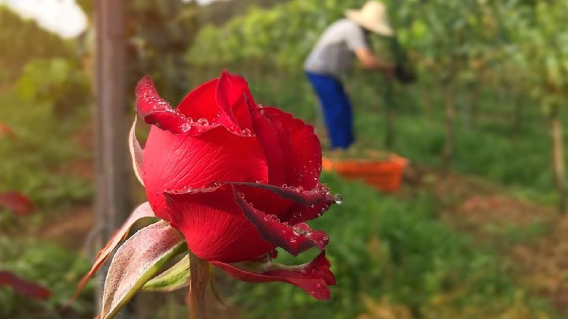 rosés