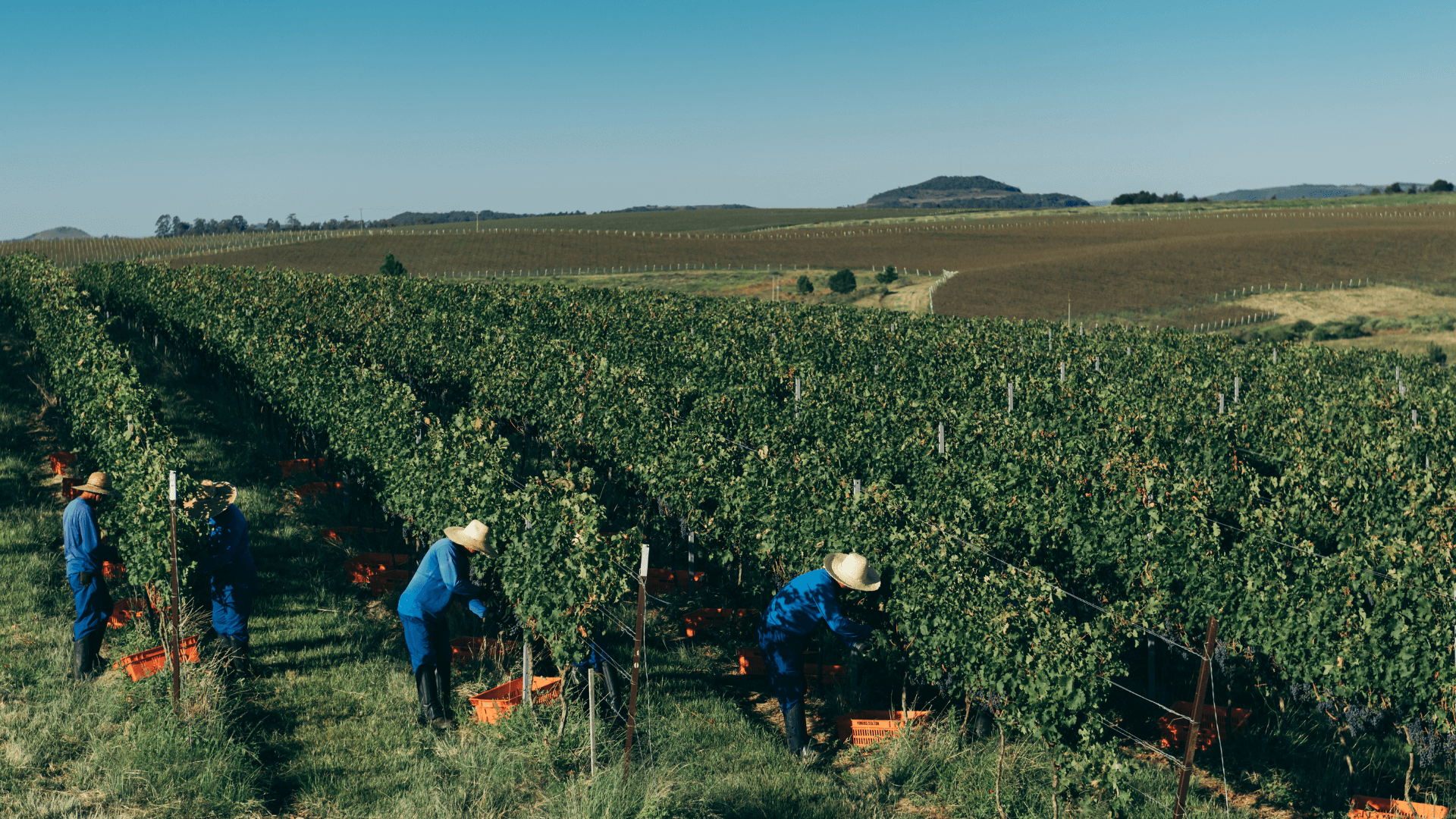 tipos de uvas