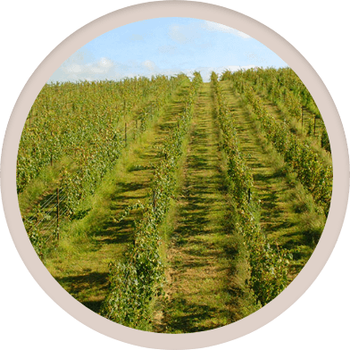 Viticultura de precisión