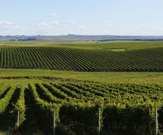 Campos de Cima da Serra