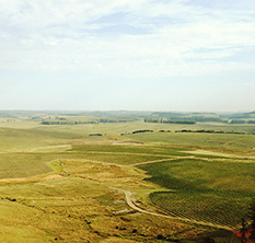 Vinhedos do terroir Campanha Gaúcha