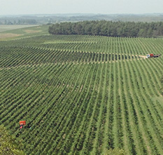 Vinhedos do terroir Campanha Gaúcha