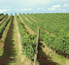 Vinhedos do terroir Campos de Cima da Serra
