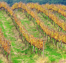 Vinhedos do terroir Campos de Cima da Serra