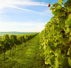 Vinhedos do terroir Serra do Sudeste