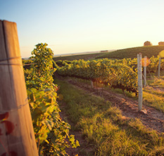 Vinhedos do terroir Serra do Sudeste (Foto: Silvia Tonon)