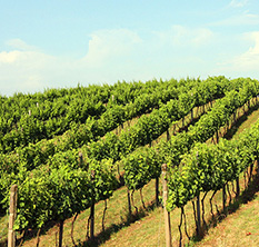 Vinhedos do terroir Serra Gaúcha