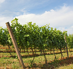 Vinhedos do terroir Serra Gaúcha