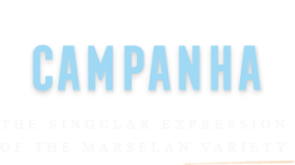 SALTON CAMPANHA