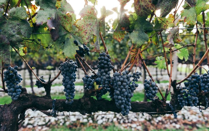 Fermentação malolática a importância para a elaboração de vinhos