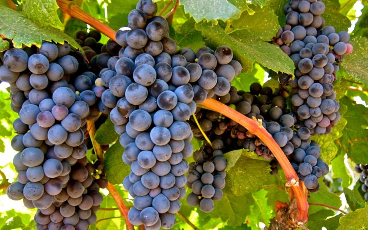Uva Tannat: a variedade de estilos dos vinhos Salton