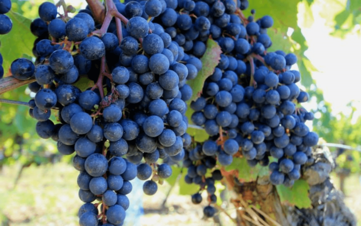 Vinho Malbec: veja as curiosidades desta variedade de uva